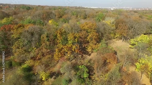 Forest seamless pattern. View from above