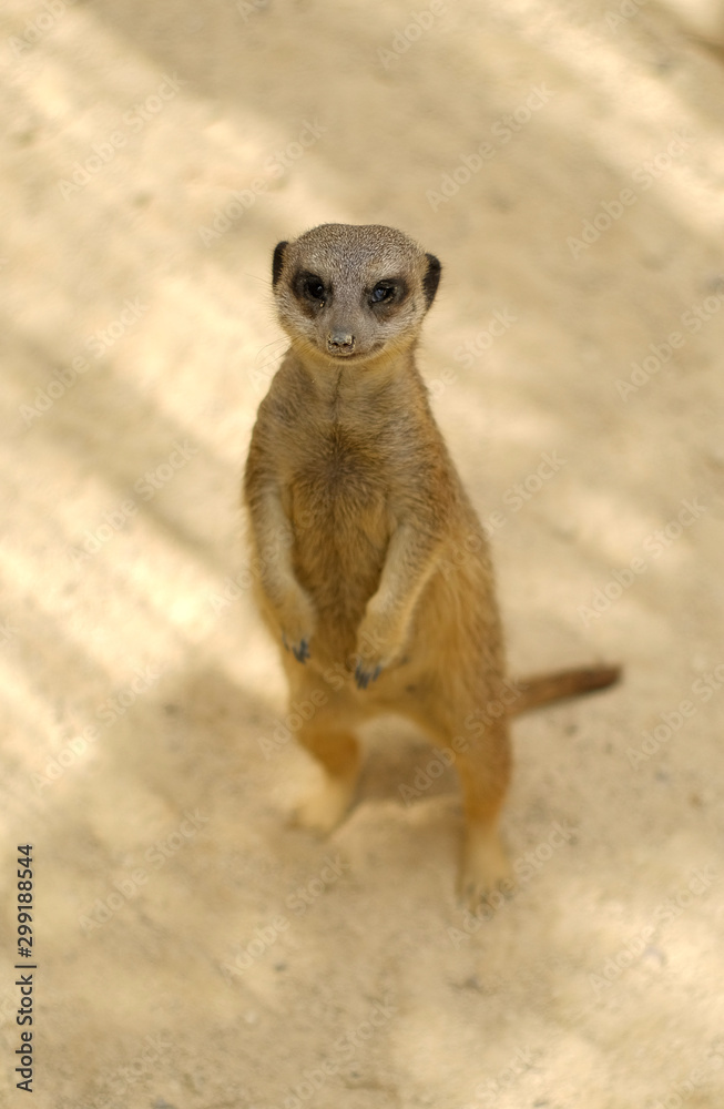 Fototapeta premium Meerkat standing on its hind legs looking at camera, pretty alone wild animals in safari park taken in Spain