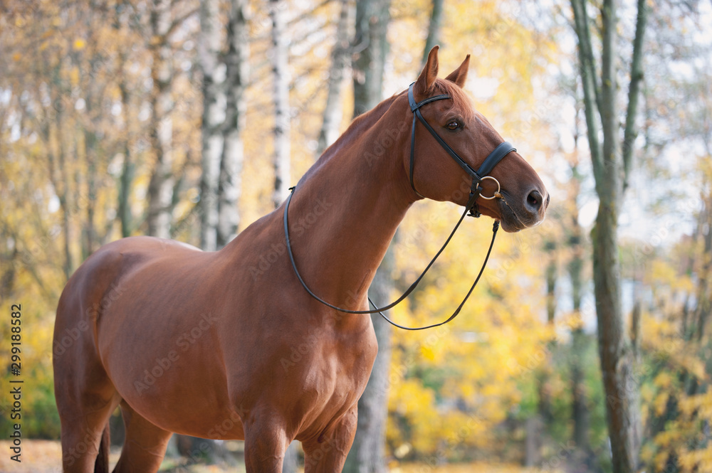 Fototapeta premium Portrait of graceful red horse standing