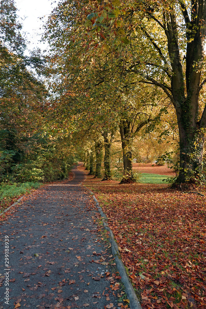 Naklejka premium Autumn Path