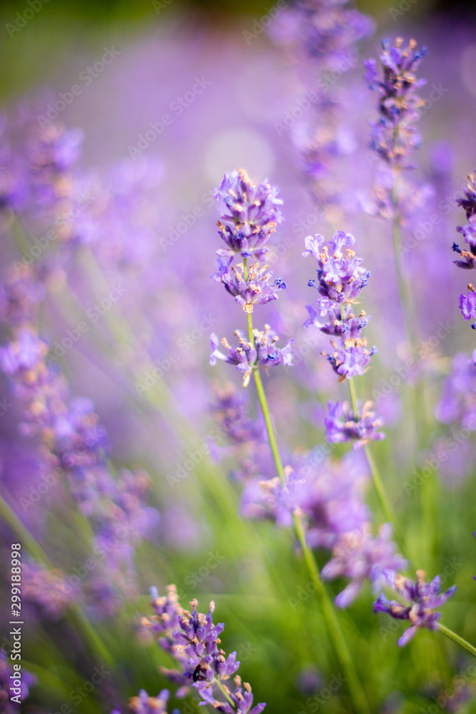 Purple fragrant lavender in full blossom Purple fragrant lavender in full blossom