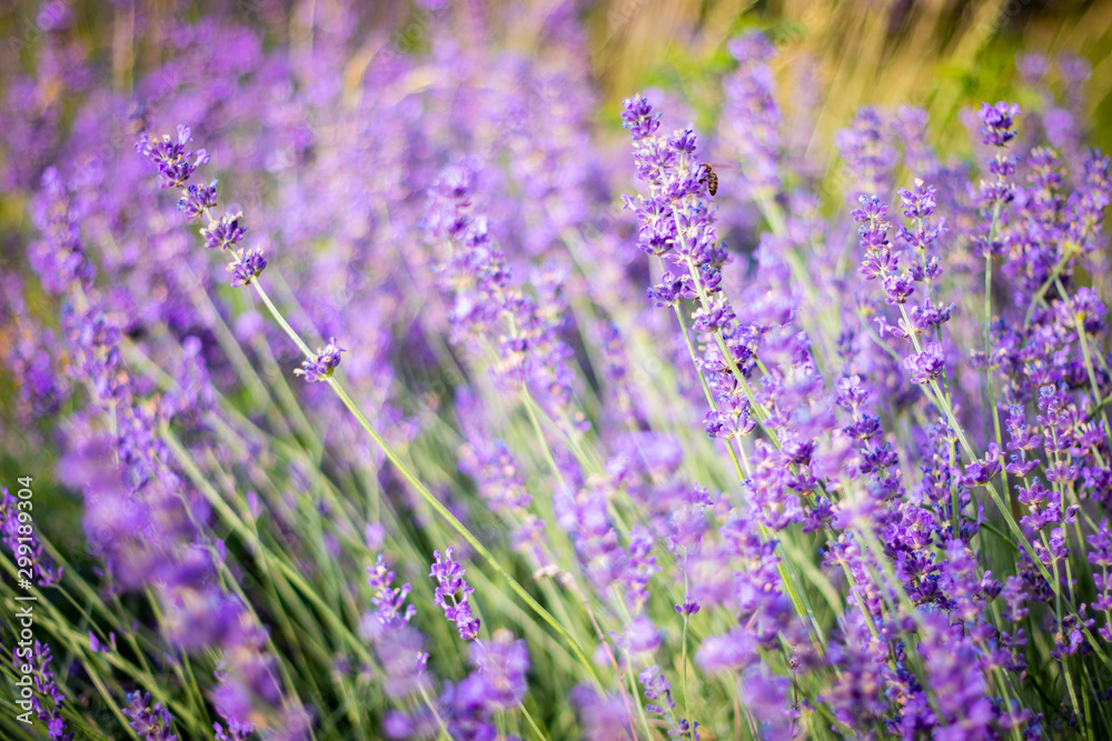 Purple fragrant lavender in full blossom