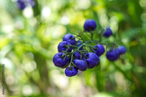 Purple berries of the Tasmanian Flax-lily photo