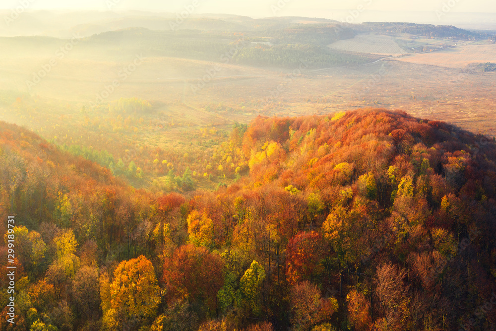 Autumn forest on mountain valley