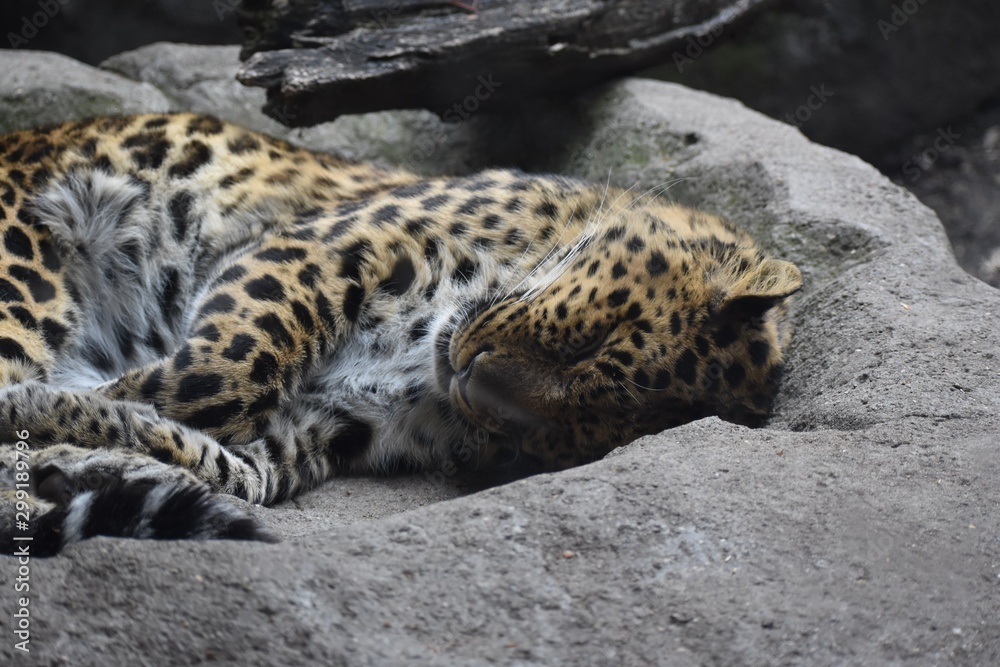 Fototapeta premium Leopard sleeping on a rock