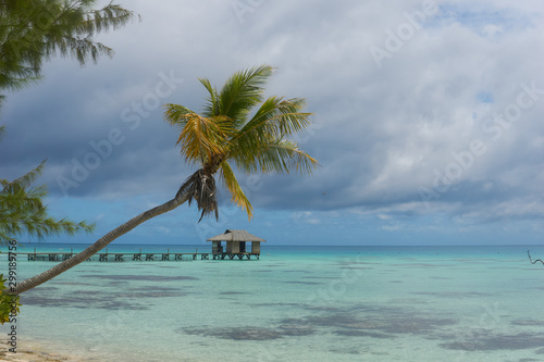 palm tree on beach © Joaquin