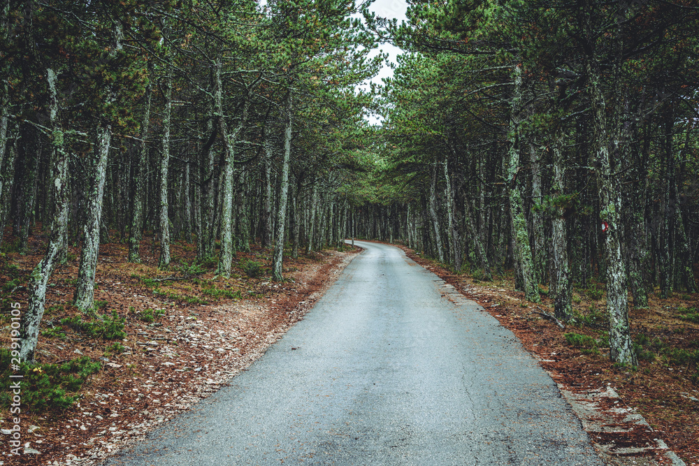 Fototapeta premium Walkway in the pine forest in Bol, Croatia