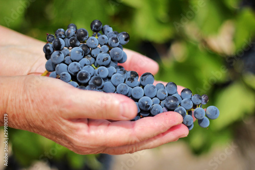 Female winegrower's hands holding grape cluster