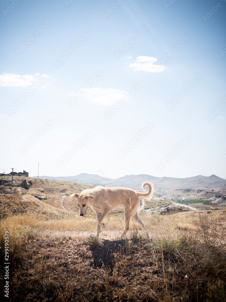 Beige local dog passing by in the deserted and mountainous landscape of Cappadocia, Turkey on a sunny summer day. 