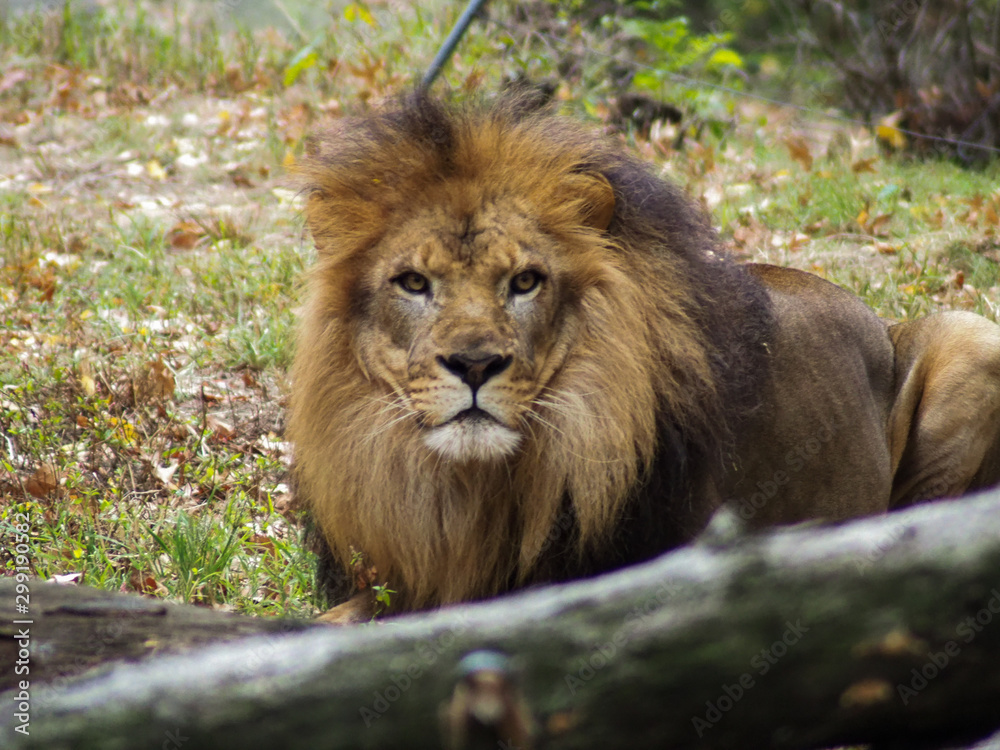 Portrait of a lion in the Bronx zoo, observing its habitat. Leon locked in a well kept zoo. Lions from Africa. Animal life.