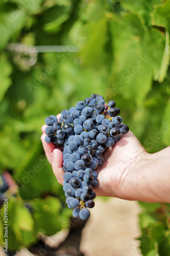 Female winegrower's hands holding grape cluster