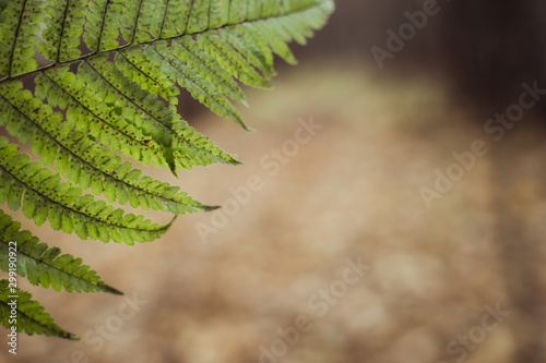 Beautiful fern leaf background.