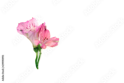 Pink flower isolated.