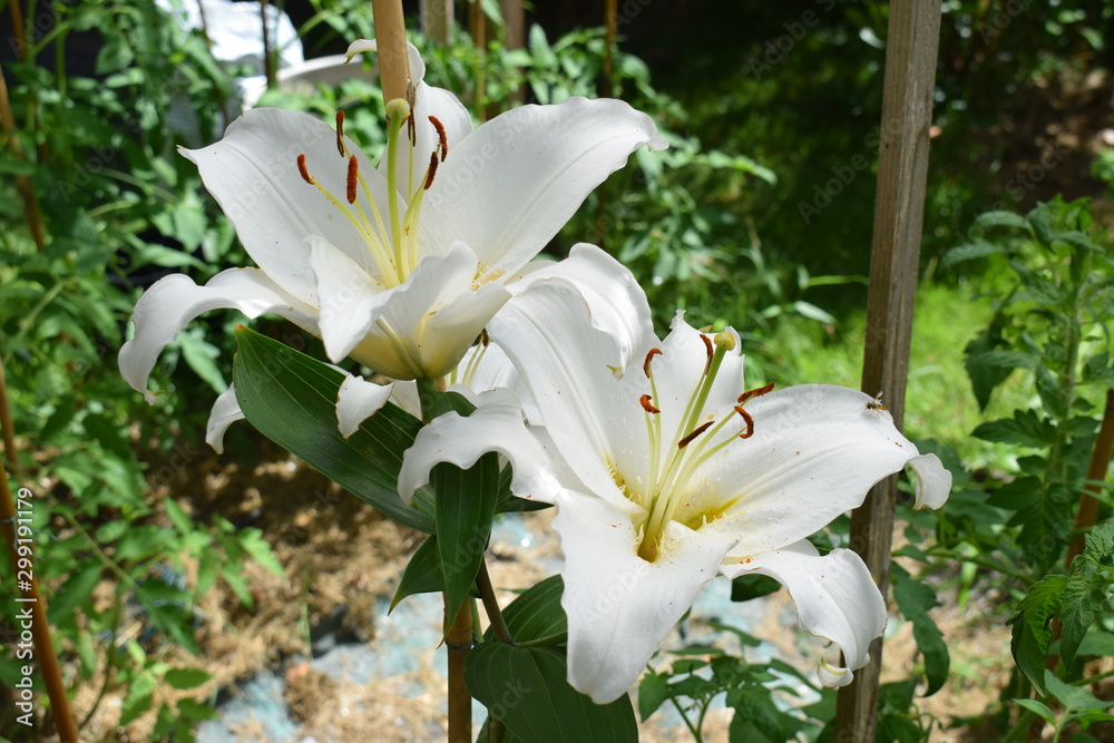 Obraz premium Lys Casablanca