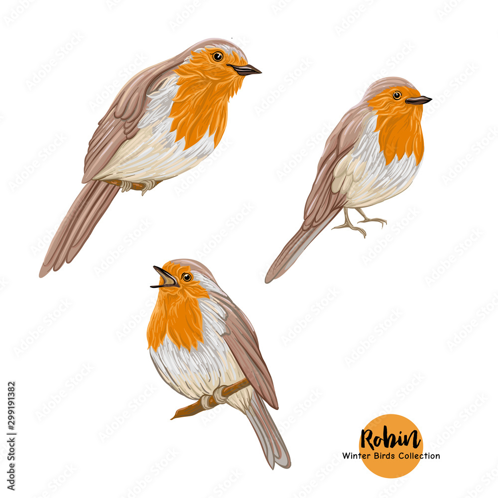 Robin bird - a symbol of Christmas. Set of elements for design Isolated on white background.. Robin bird - a symbol of Christmas. Set of elements for design Isolated on white background..