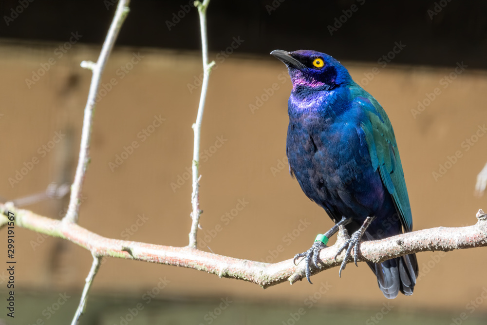 Fototapeta premium Purple Glossy Starling Perched in a Tree