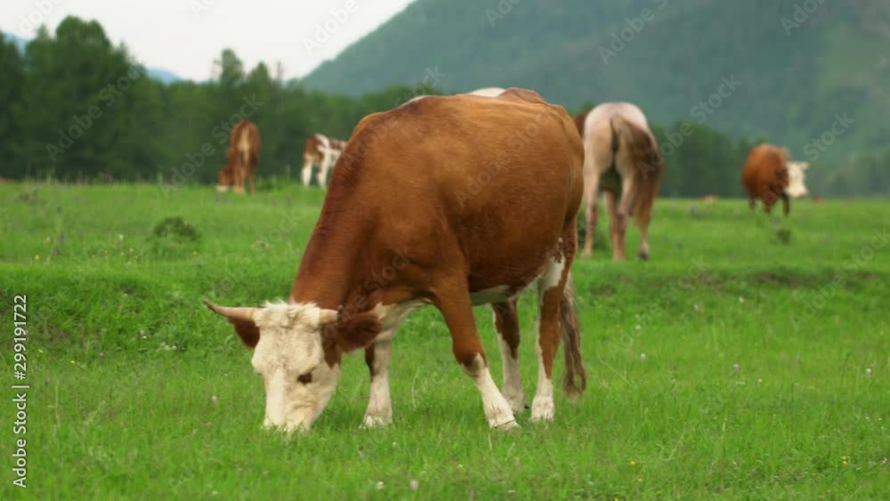 Cows grazing on alpine meadow at the foot of mountains. Picturesque day, gorgeous scene. Europe. Ecology concept. Beauty world. Shooting in 4K video. Beautiful view. Cows grazing on alpine meadow at the foot of mountains. Picturesque day, gorgeous scene. Europe. Ecology concept. Beauty world. Shooting in 4K video. Beautiful view.