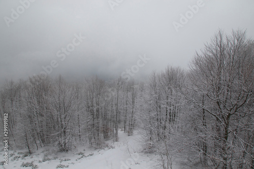 Aerial Snowy Forest Landscape