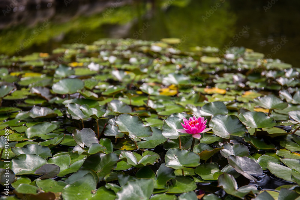 Fototapeta premium Pink water flower between leaves in a pond