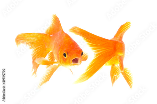 Gold fish isolated on a white background © gunungkawi