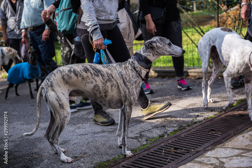 Portrait from profile of a grey Spanish Greyhound Galgo dog with black lines on a leash among other dogs and people