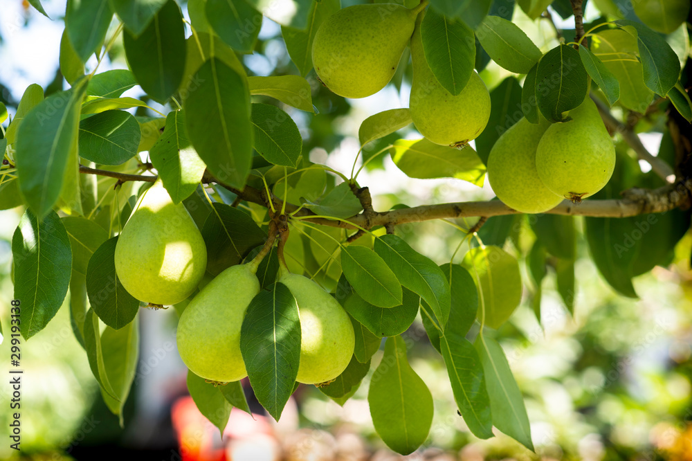 Ripe organic cultivar pears in the garden