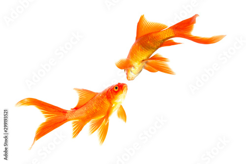 Tableau sur toile Gold fish isolated on a white background