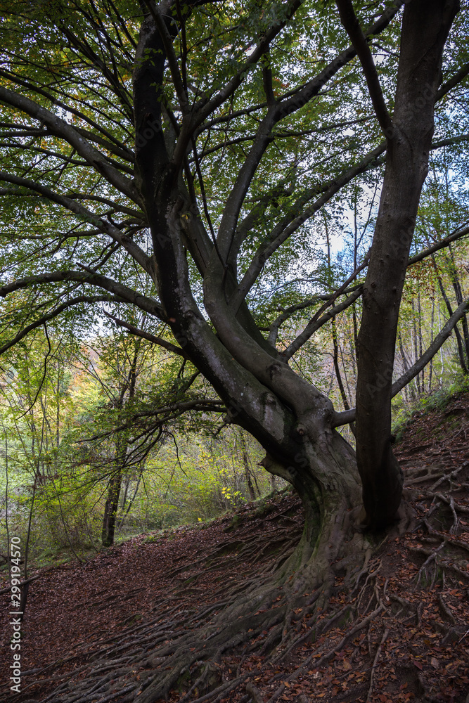 Splendid huge Beech Fagus sylvatica tree with enormous roots in a forest with many fallen leaves on the ground. in autumn. Tree of life concept