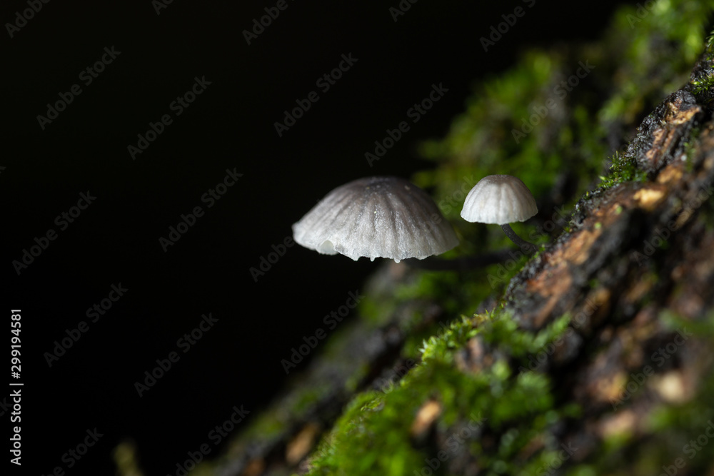 tiny mushroom on moss in autumn