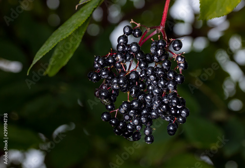 elderberries on tree in late fall