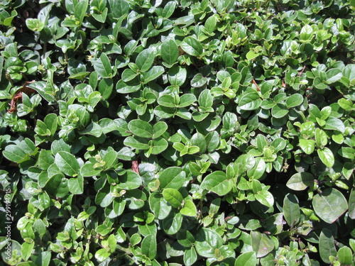 Texture and pattern of a creeping wall covering plant.