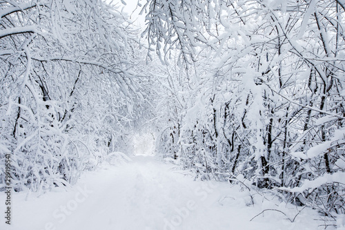  winter forest and the road © Pakhnyushchyy