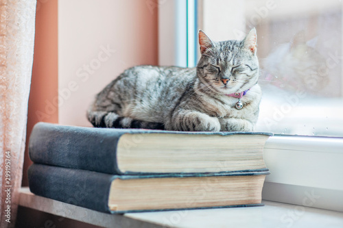 Kot siedzący na książkach #299195764