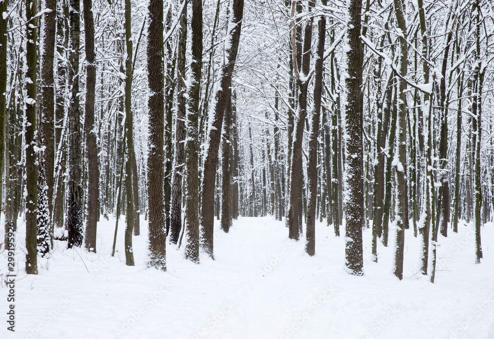 Winter forest and the road. Winter landscape Winter forest and the road. Winter landscape