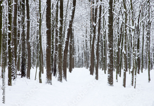  Winter forest and the road. Winter landscape