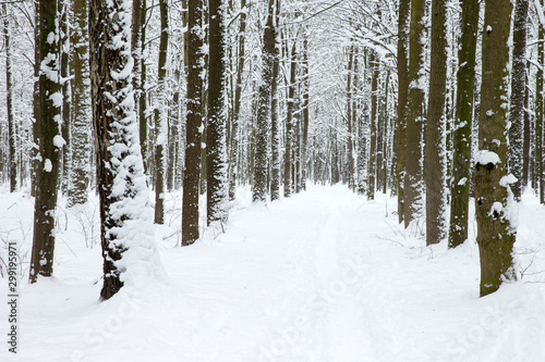 Fototapeta Naklejka Na Ścianę i Meble -   winter forest and the road