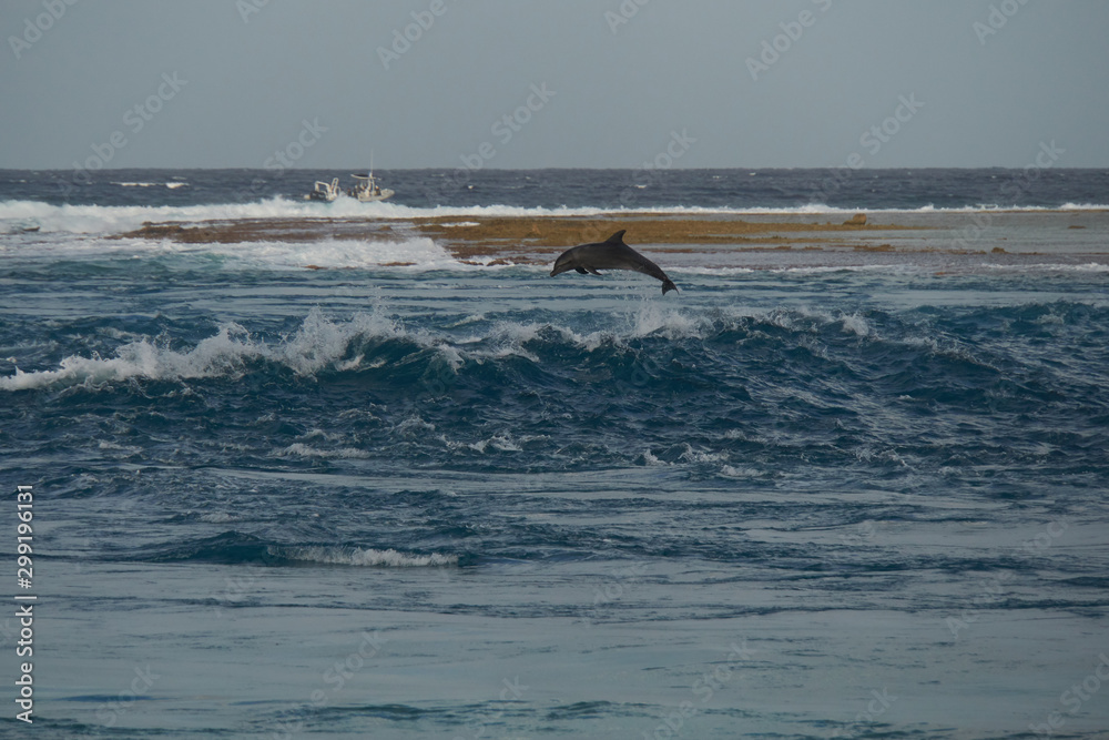 Obraz premium dolphin jumping