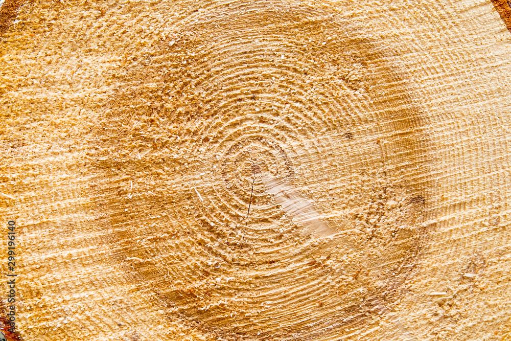 Naklejka premium Wood circle texture slice background