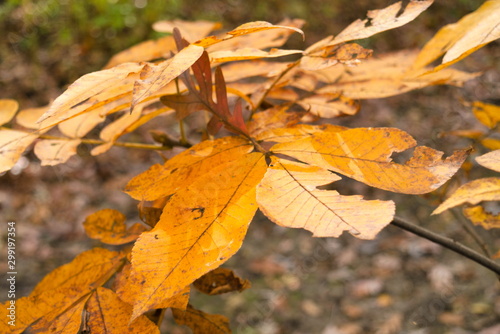 Orange Leaf