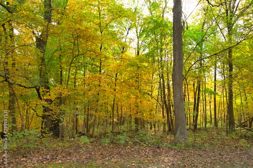 Fall Yellow Forest