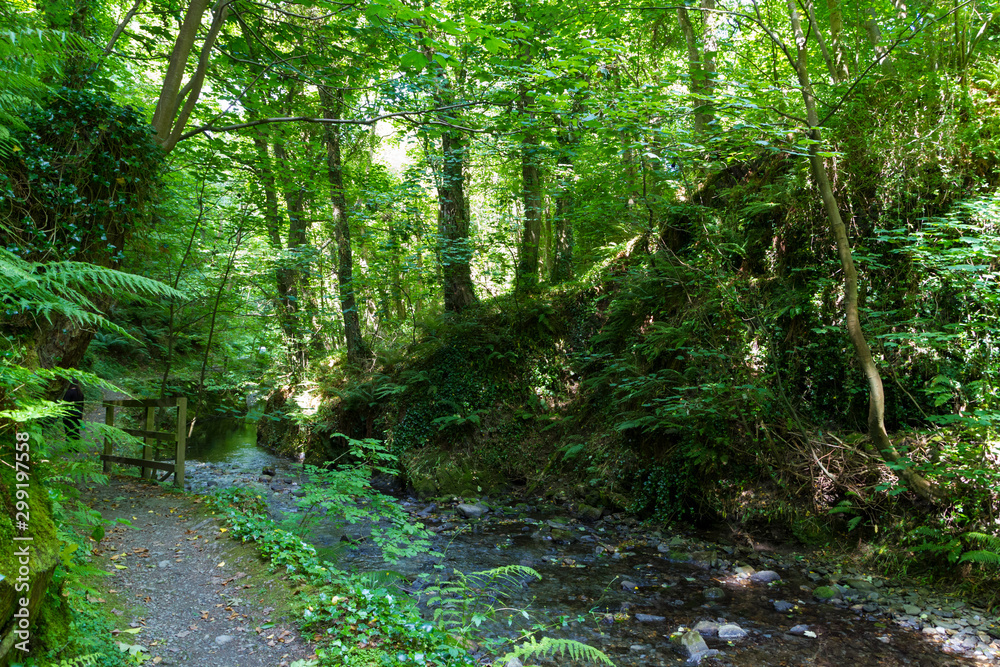Obraz premium path in the forest