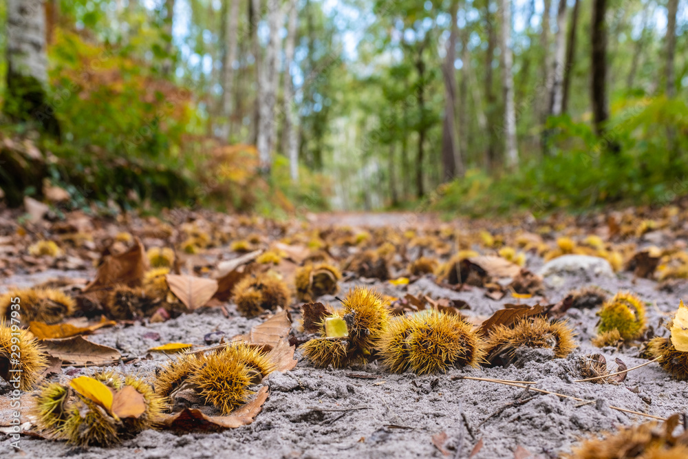 Obraz premium Chestnut on a sandy trail in the forest, France