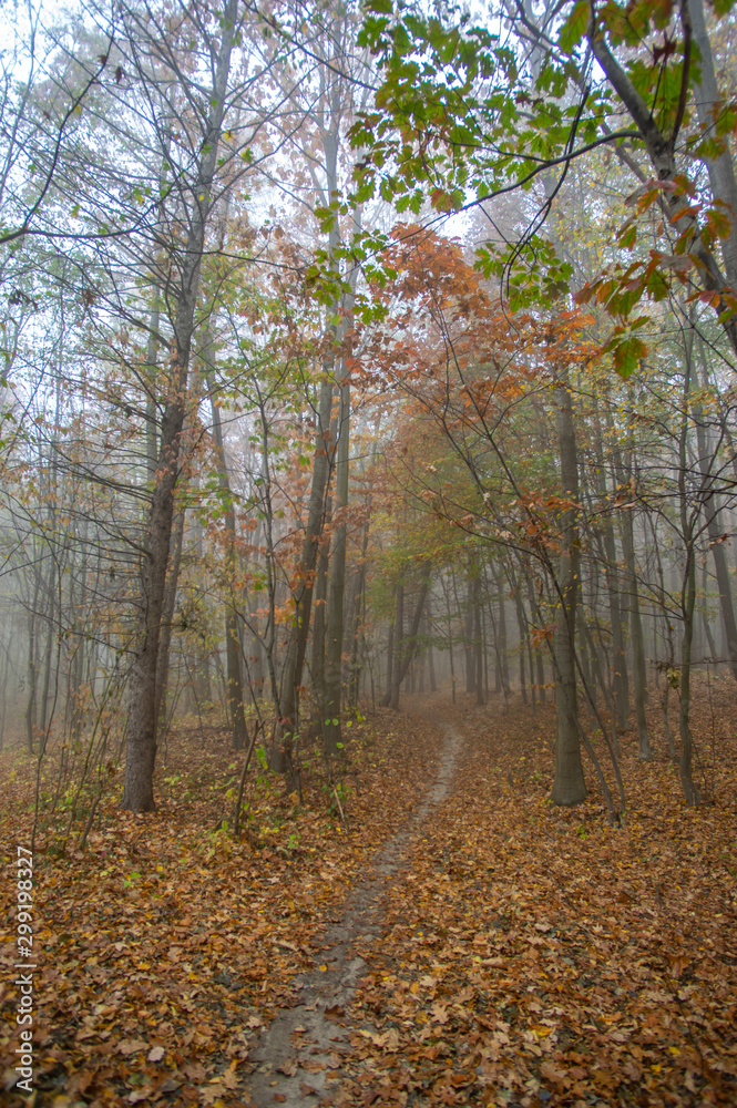 Misty gloomy autumn morning in the forest