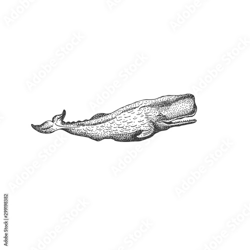 Sperm Whale Drawing, Marine Animal Wildlife 