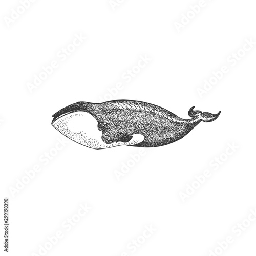 Greenland Whale Drawing. Vector  