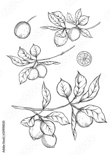 Lemon tree branch with lemons, flowers and leaves. Element for design. Outline hand drawing vector illustration. Isolated on white background..
