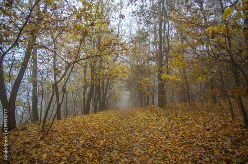 Misty gloomy autumn morning in the forest