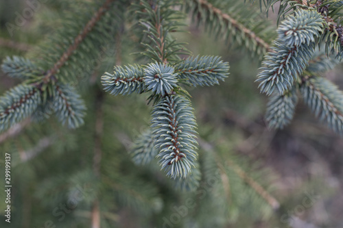 Fir-tree branches in the forest close up