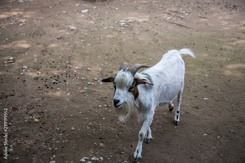 Fototapeta Naklejka Na Ścianę i Meble -  White Goat (Capra aegagrus hircus) walking on the ground