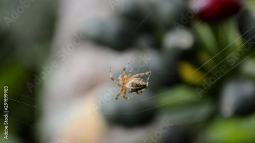 Spider working hard for weaving a web trap photo